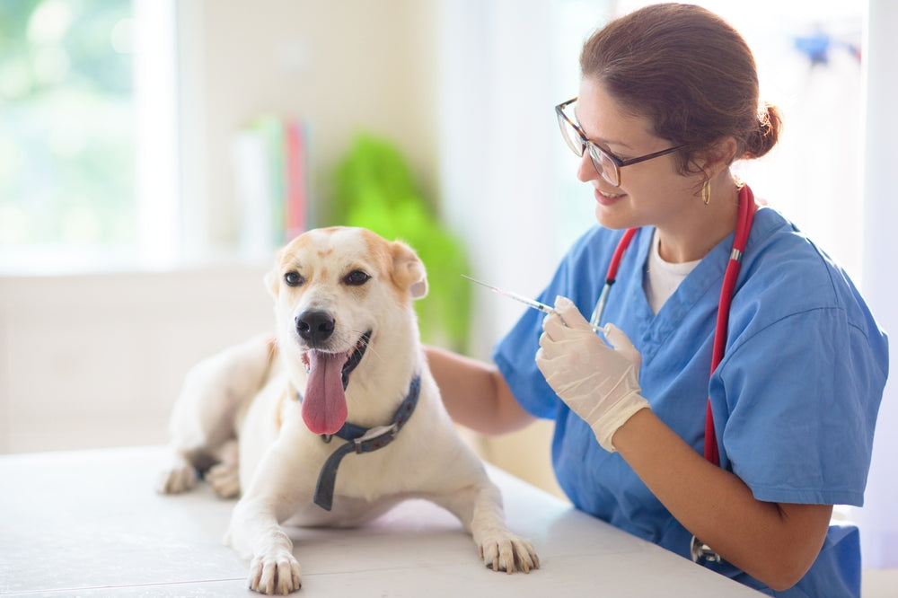 Preventing Needlesticks and Sharps Injuries in Veterinary Practice