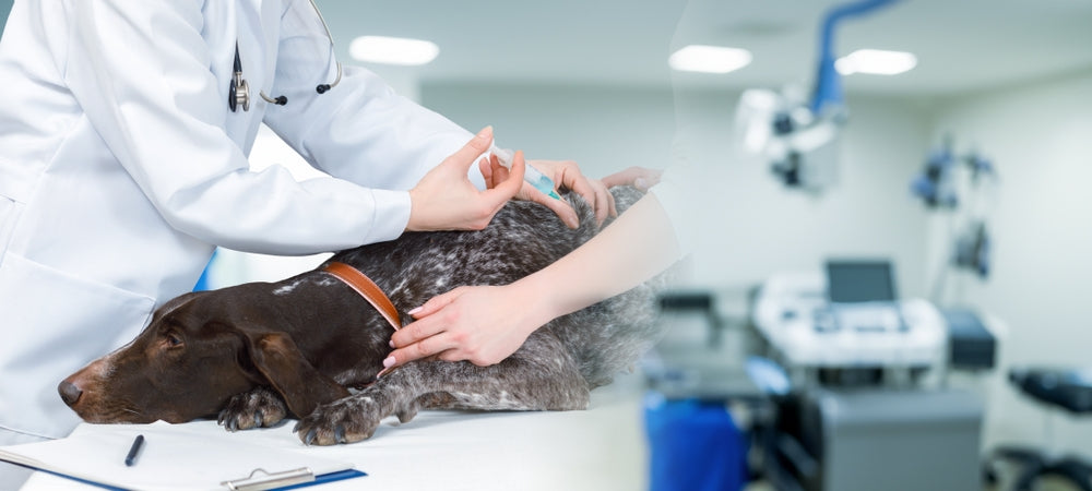 Vasopressor Use in Veterinary Practice