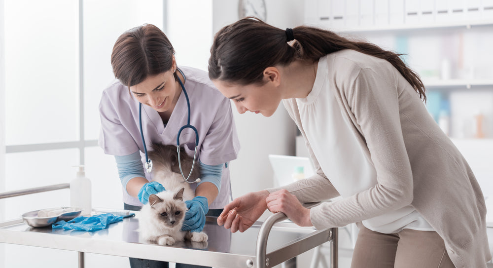 Understanding Pet Autotransfusion