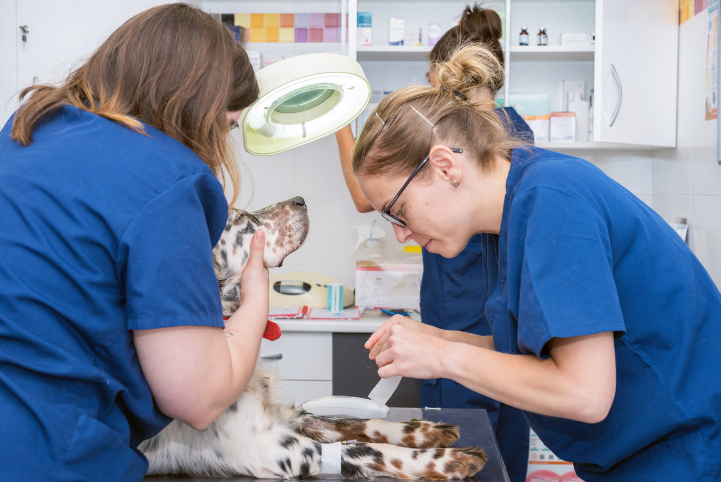 Communicating as a Team in Veterinary Practice