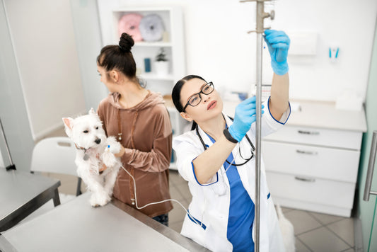 Fluid Therapy for Veterinary Professionals