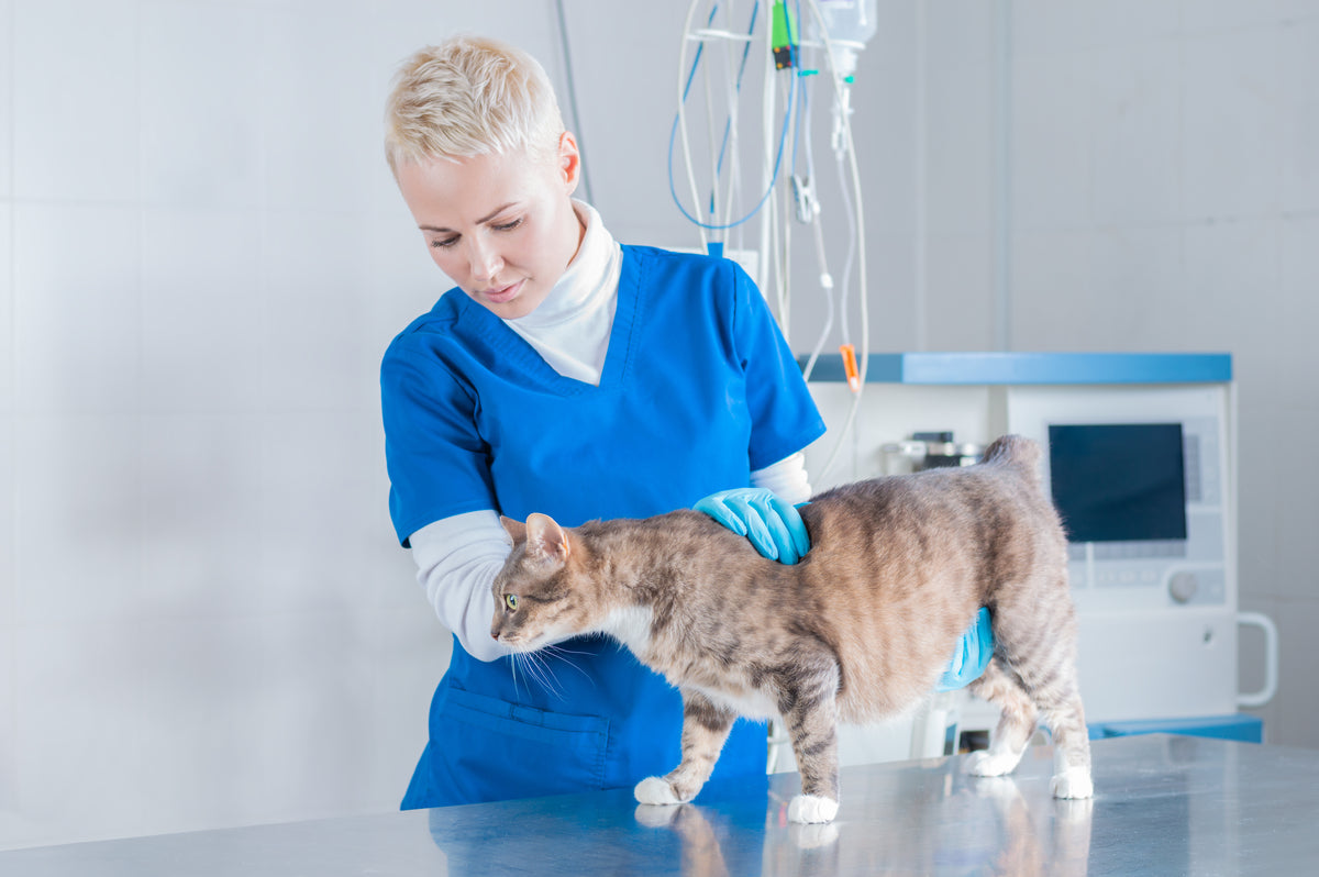 Bite and Scratch Prevention in Veterinary Settings