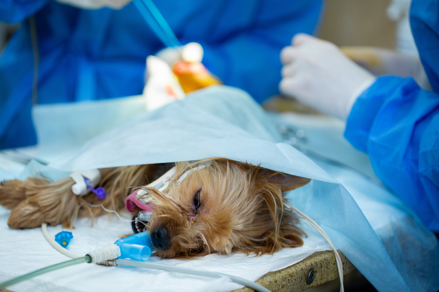 Mechanical Ventilation in Veterinary Practice