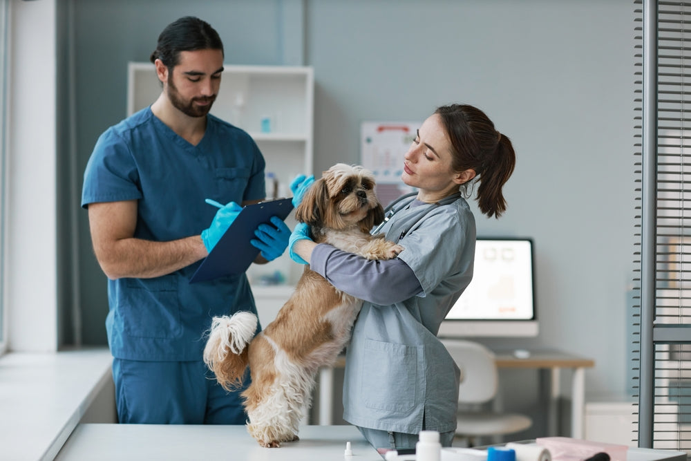 HFHV Oxygen Supplementation in Veterinary Practice