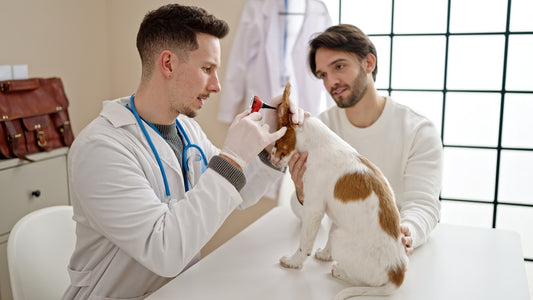 Otitis and Ear Hematoma Foundations in Veterinary Settings