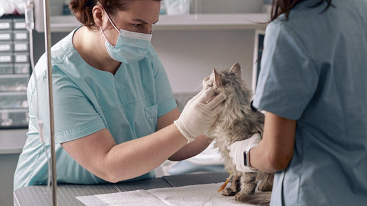 Aseptic Training for Veterinary Professionals