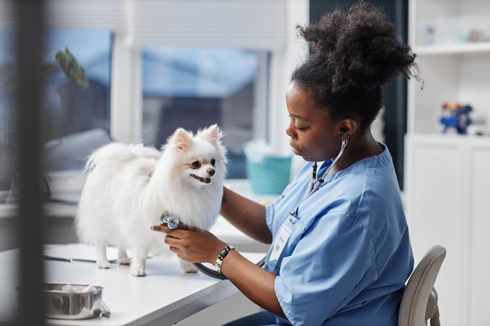 Anemia in Veterinary Patients