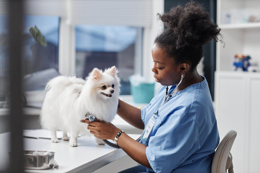Anemia in Veterinary Patients