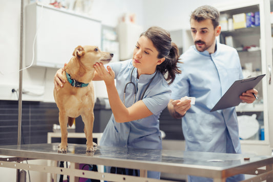 Managing Diabetes and DKA in Veterinary Patients