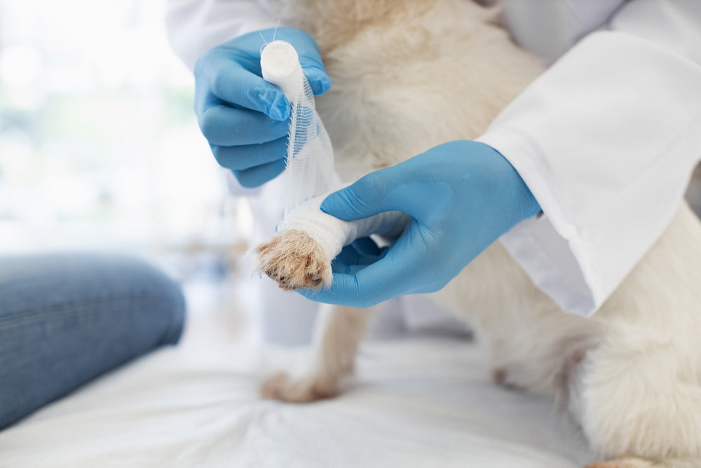 Wound Management for Veterinary Professionals