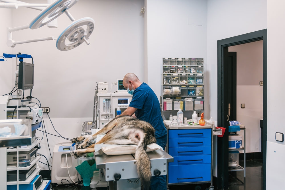Traumatic Brain Injury in Veterinary Patients