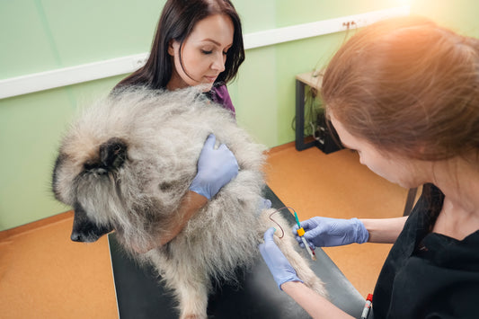 Understanding Blood Gas Analysis in Veterinary Medicine