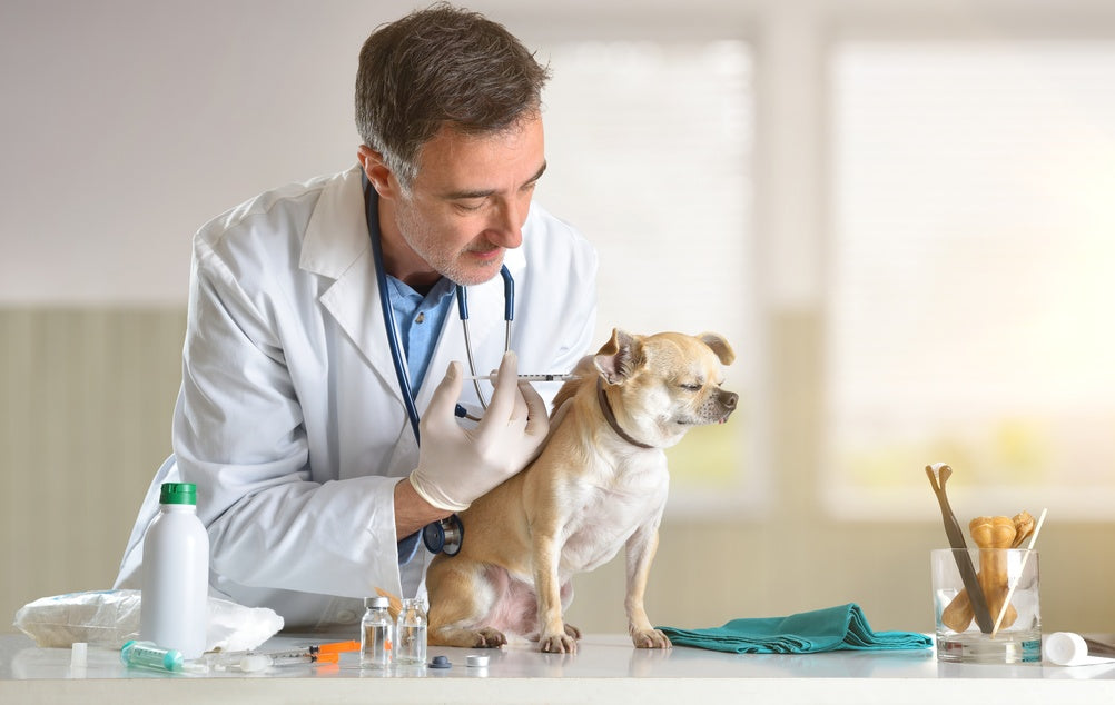 Hazardous Drugs and Chemotherapy Handling Safety in Veterinary Practice