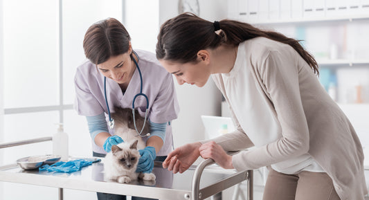 Understanding Pet Autotransfusion